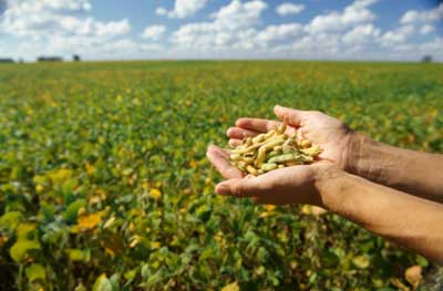 seed bank seedsinhand You May Be Arrested Soon For Growing A Tomato  