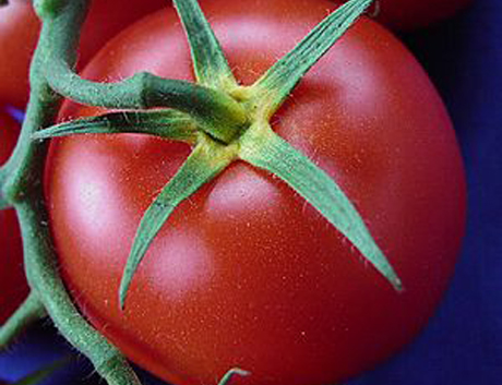 Tomato How To I.D. Genetically Modified Food at the Supermarket