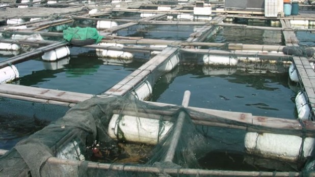 fish farm fish farm U.S. Imports Fish From China Raised on Human and Animal Waste