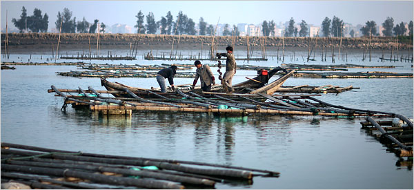 toxic farm in china image via bcprawns toxic farm in china U.S. Imports Fish From China Raised on Human and Animal Waste