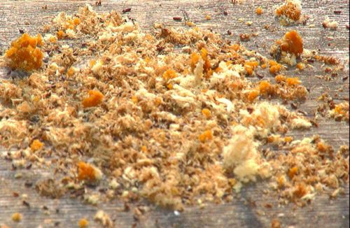 wood pulp1 List of Companies Using Wood Pulp in Their Food Products 